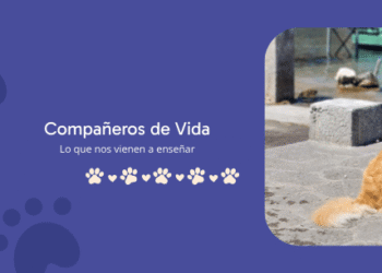 Lo que nuestros buddies nos vienen a enseñar