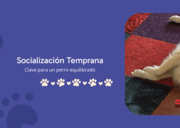 Socialización Temprana: por qué es clave para un perro equilibrado