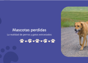 La realidad de perros y gatos extraviados