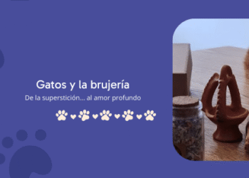 Gatos y brujería: de la superstición al amor eterno